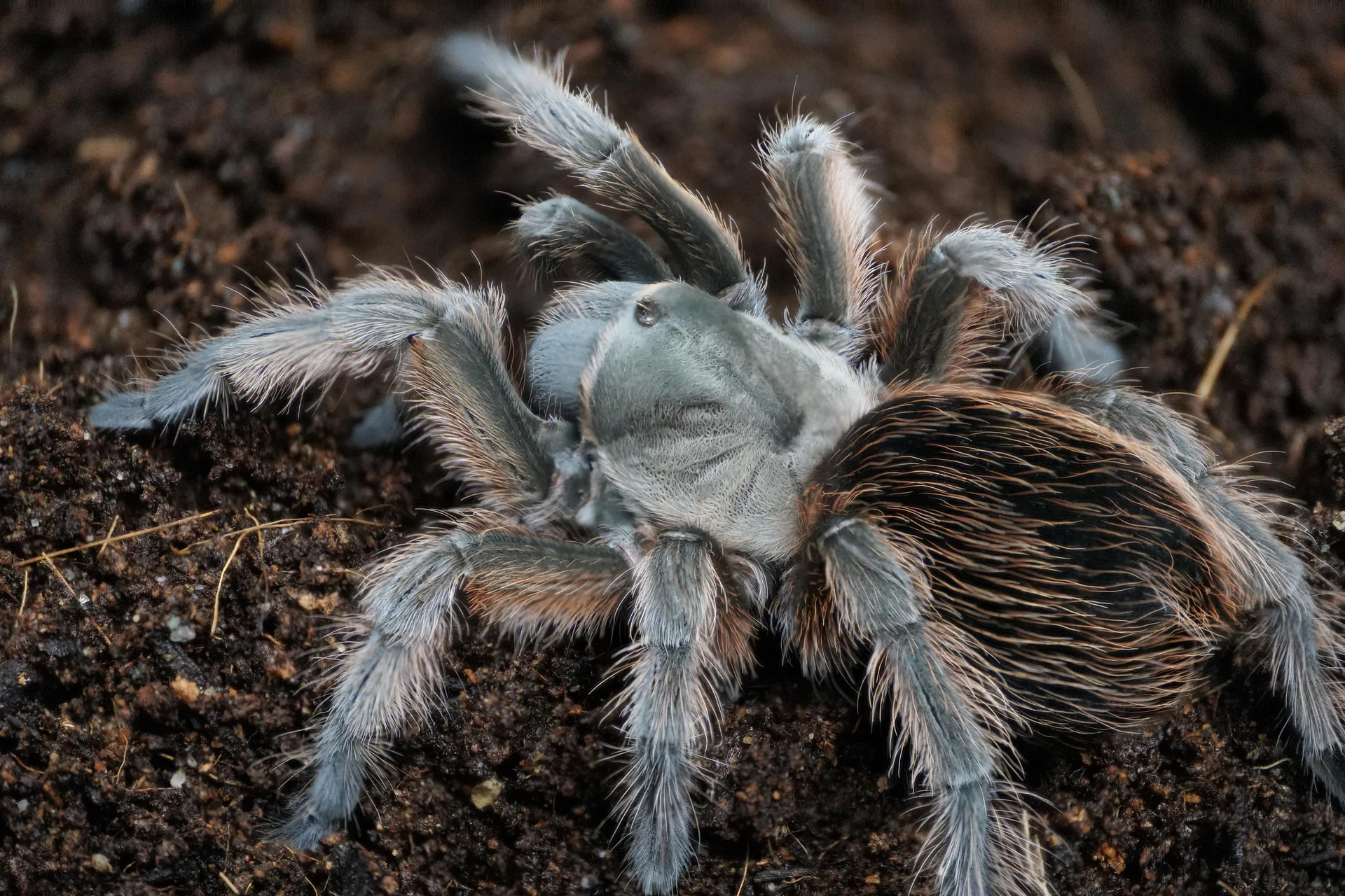 Exotic Tarantulas Delivered to Your Door